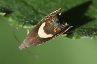 Dichrorampha petiverella