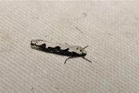 Ethmia bipunctella