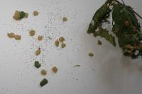 Incurvaria pectinea