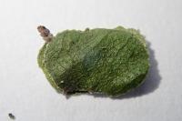 Incurvaria pectinea