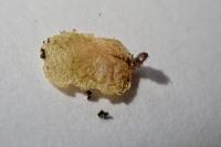 Incurvaria pectinea
