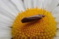 Glyphipterix fuscoviridella