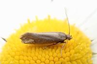 Glyphipterix fuscoviridella
