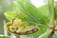 Stigmella hybnerella