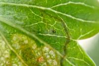 Stigmella hybnerella