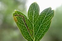 Stigmella hybnerella