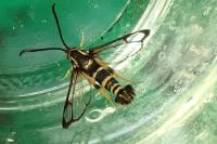 Synanthedon vespiformis