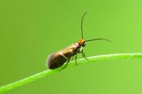 Micropterix aruncella
