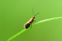 Micropterix aruncella