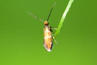 Micropterix aruncella