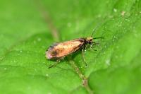 Micropterix calthella