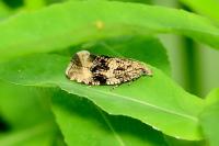 Celypha lacunana