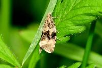 Celypha lacunana
