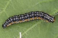 Depressaria daucella