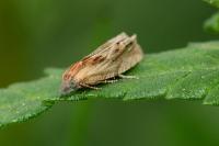 Eucosma gr. cana