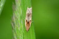 Eucosma gr. cana