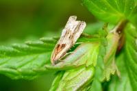 Eucosma gr. cana