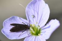 Cauchas rufimitrella