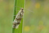 Aethes williana
