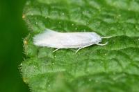 Elachista argentella
