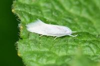 Elachista argentella