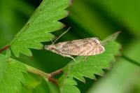 Dichrorampha