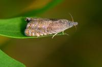Dichrorampha