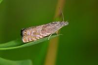 Dichrorampha