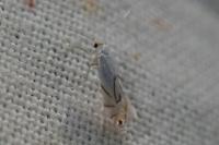 Phyllonorycter harrisella