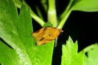 Clepsis consimilana