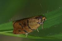 Ptycholoma lecheana
