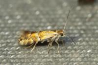 Phyllonorycter ulmifoliella