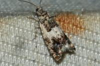 Epinotia subocellana