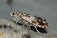 Epinotia subocellana