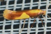 Caloptilia alchimiella