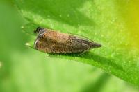 Dichrorampha