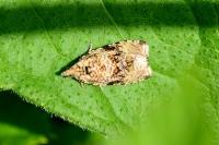 Celypha lacunana