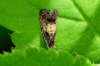 Endothenia nigricostana