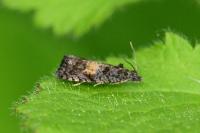 Endothenia nigricostana