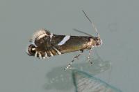 Glyphipterix forsterella