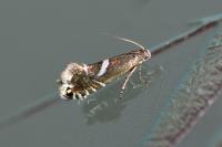 Glyphipterix forsterella