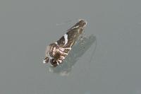 Glyphipterix forsterella