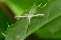 Adaina microdactyla
