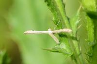 Adaina microdactyla