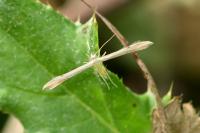 Adaina microdactyla