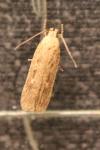 Platyedra subcinerea