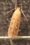 Platyedra subcinerea