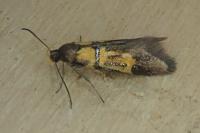 Schiffermuelleria schaefferella