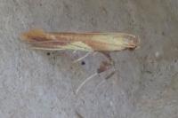 Caloptilia