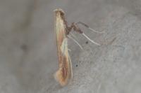 Caloptilia